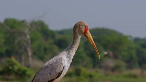 Yellow-billed stork captured in profile standing near Nile wetlands, Murchison Falls National Park