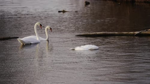 zwei Schwäne inspizieren den toten Schwan an einem kalten Wintertag