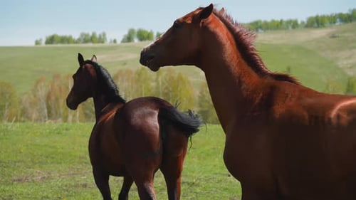 Graceful Capricious Mare Kicks Stallion Grazing on Pasture