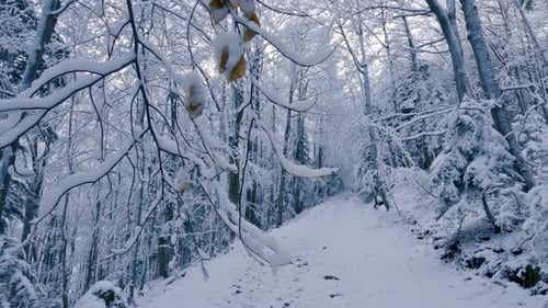 Frozen Winter Forest