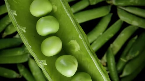 Top view, slow falling Pea Pod with Peas inside, onto a pile of green pods and black background.