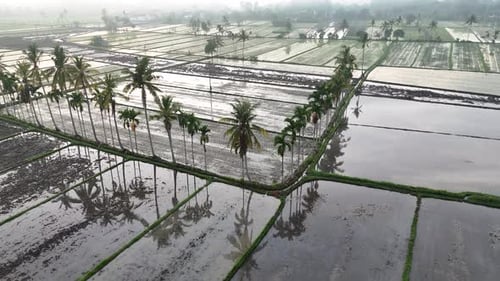 Rice Field in the Morning