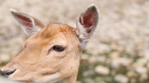 Gentle Deer Close Up Reveals Soft Eyes