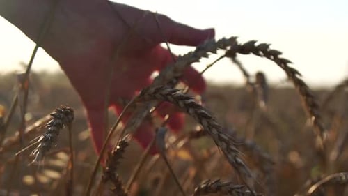 Woman Wheat Field Agronomist Senior Woman Farmer Check Golden Ripe Barley Spikes in Cultivated Field