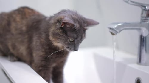 Gray Cat Drinks Water from Faucet in Sink