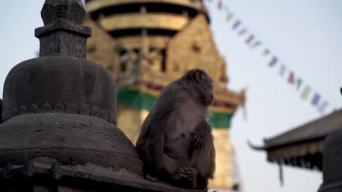 Monkey At Swayambhunath Stupa (Monkey Temple) In Kathmandu, Nepal. - Tilt-Up Shot
