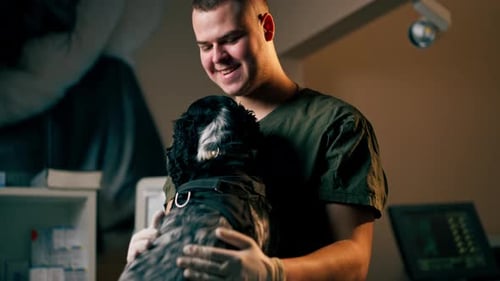 in a Veterinary Clinic Veterinarian Doctor Strokes a Black Spaniel Sitting on the Table