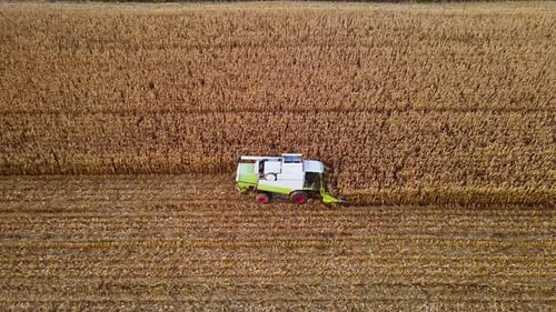 Side View Combine Harvesting Ripe Corn at Field Aerial View Maize Harvester Season of Gathering