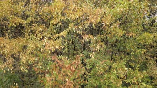 Forest autumn drone