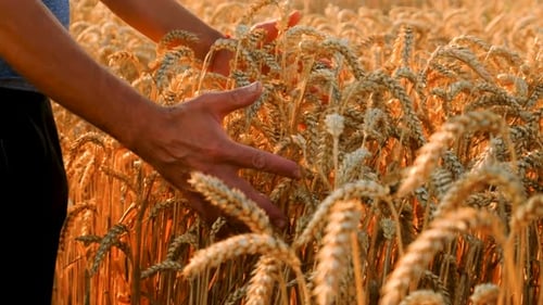 A Farmer in a Field of Wheat Checks Selective Focus