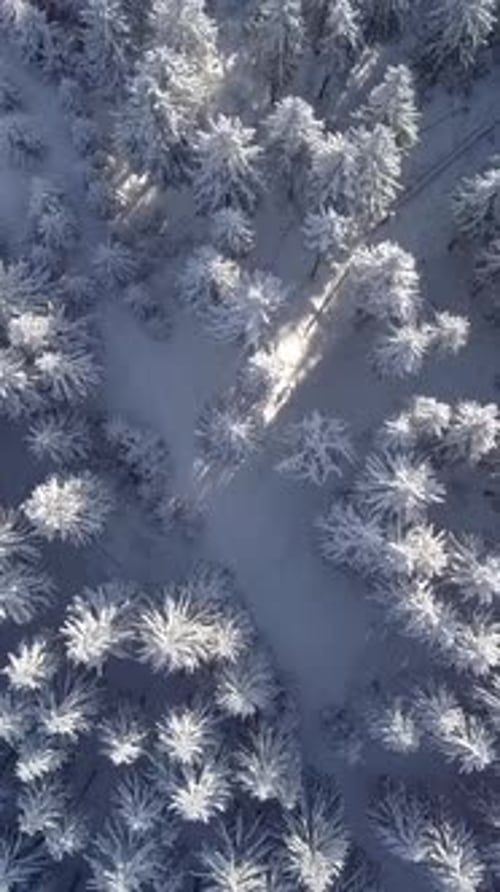 Vertikale Luftaufnahme einer verschneiten Waldlandschaft im Winter