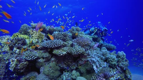 Tropical Fish And Coral Reef And Diver