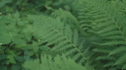 Fern-filled forest, lush and green, with a gentle breeze creating a subtle movement in the summer ai