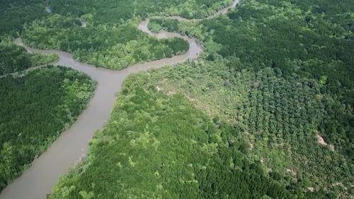 Aerial View on Mangrove Forest and River Thailand