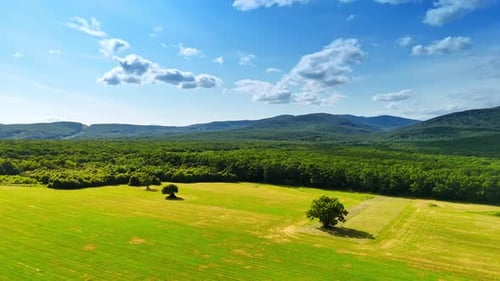 Lush green meadow under a blue sky.