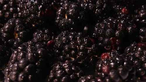 Fresh Juicy Blackberries in Extreme Close Up