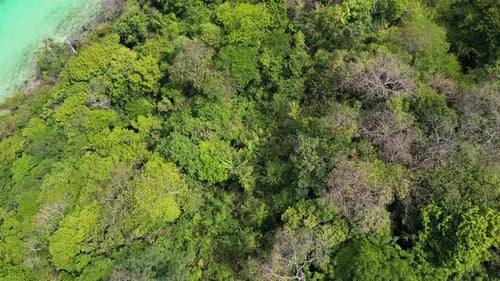 Tropical Forest Meets Turquoise Shore – Thailand
