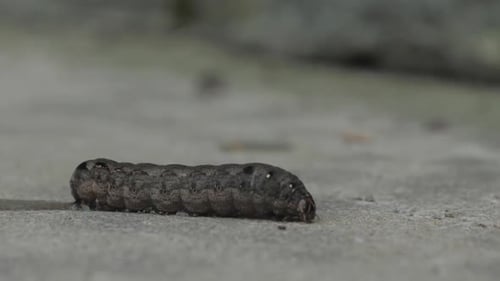 Closeup View of Creeping Caterpillar