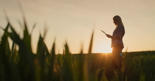Silhouette of a Farmer Woman Examines the Shoots of Wheat Standing in a Field at Sunset