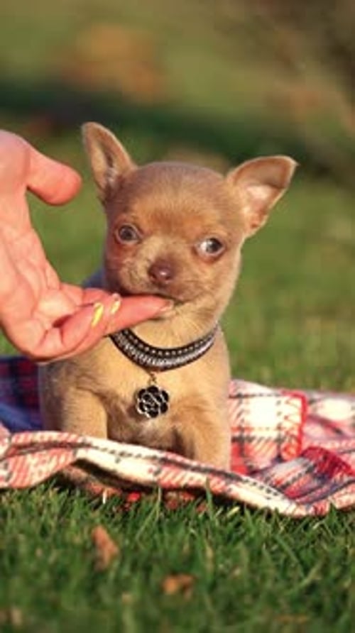 Cute brown Chihuahua Puppy sitting in the park on a green grass. Funny playful chihuahua puppy