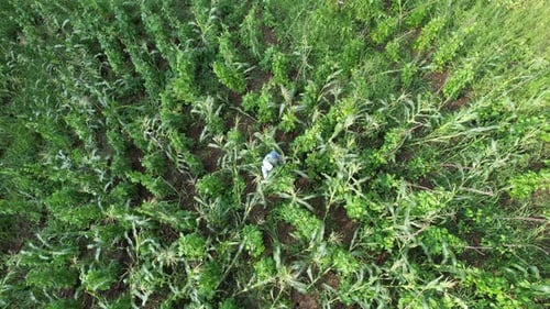 Aerial View of Farmer Walking Through Green Cornfield