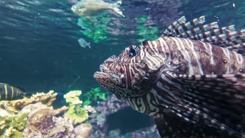 Nahaufnahme eines majestätischen Feuerfisches, der in lebendigen Korallenriffgewässern schwimmt