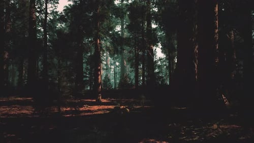 Dark Forest Path with Sunbeams Through Trees