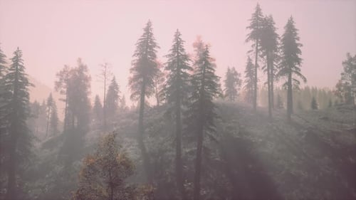 Evergreen Fir Trees with Cones Peaks of French Alps Mountains