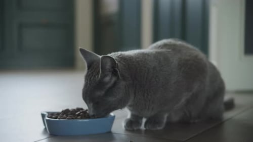 Grey Cat Eating From Blue Bowl in Kitchen