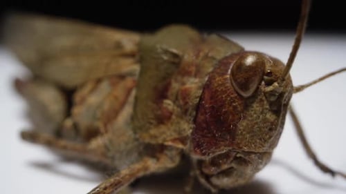 Bug macro - Macro en gros plan d'une face de sauterelle en rotation