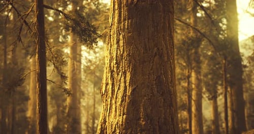 Golden Light Filtering Through Towering Trees in a Tranquil Forest Setting