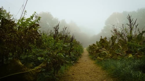 Mystic Fog Flowing Through Narrow Earthy Path Between Wild Plants Whispering with Forest Spirits