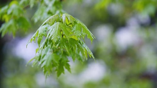 Steady Rain Falling on Tree Branches with Leaves - Real Time