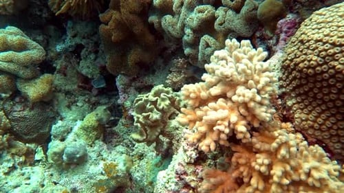 Hard and soft corals grow abundantly on an Indonesian reef at Wakatobi.