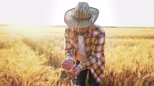 Farmer Inspects Wheat in Golden Rural Field