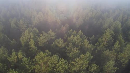 Early Morning And Thick Fog In The Forest