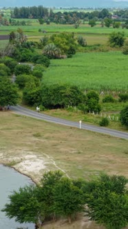 Entre la route étroite et le lac Pasak Chonlasit, un groupe de vaches paissent tranquillement