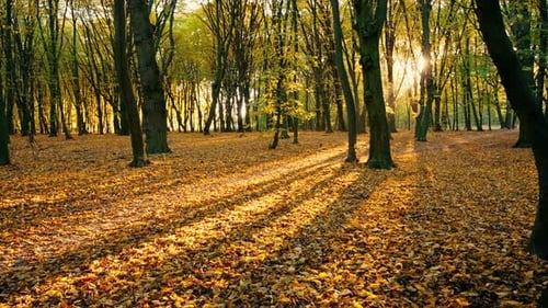 View of the Glare of the Sun in a Picturesque Autumn Forest or Park