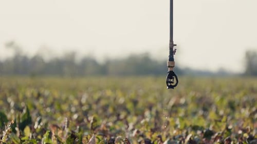 A Sprinkler Sprays Water in Closeup Highly Efficient Irrigation System for Agricultural Fields in