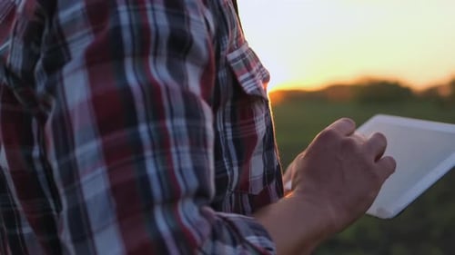 Farmer Man with Tablet Check Organic Green Field Wheat Sunset Spring Farming Agriculture Harvesting