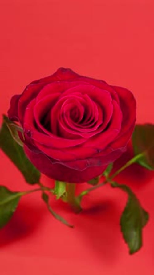 Dark Red Rose Blooming Over Time