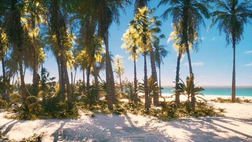 Tropical Beach with Coconut Palm Tree