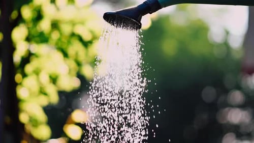 Close-up of Water Flowing from the Watering Can. Sunny summer garden.