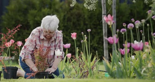 Mujer mayor está plantando flores en su jardín