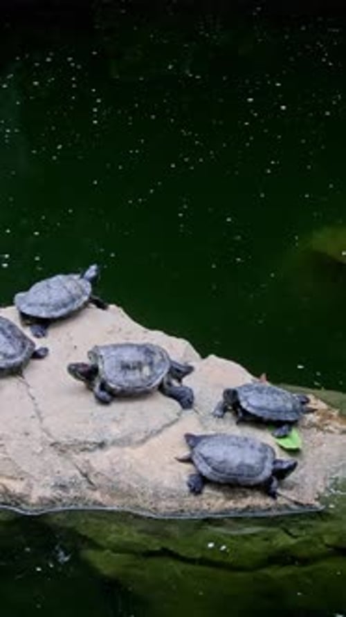 Panoramique portatif vers la gauche montrant un curseur de plusieurs bassins (Trachemys scripta) souffrant de