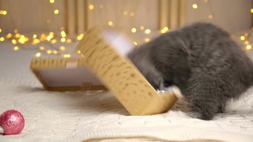 Kitten Plays with Present Box on Blanket