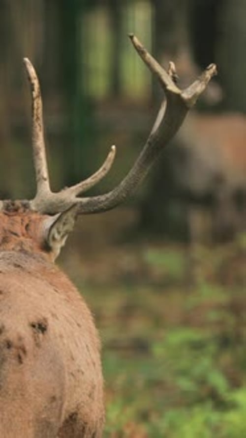 Cerf élaphe d'Europe mâle de Biélorussie