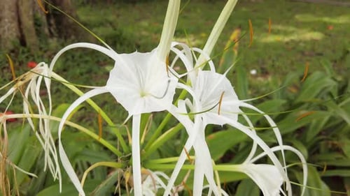 close up of white tropical flower in green unpolluted environment forest