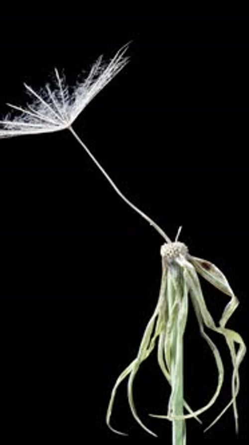 Vertical video. All the seeds from the dandelion have dispersed, and only one remains