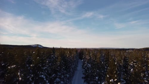 Ascending above the snow-covered treetops revealing a beautiful winter landscape